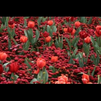 Tulipes et fleurs rouges